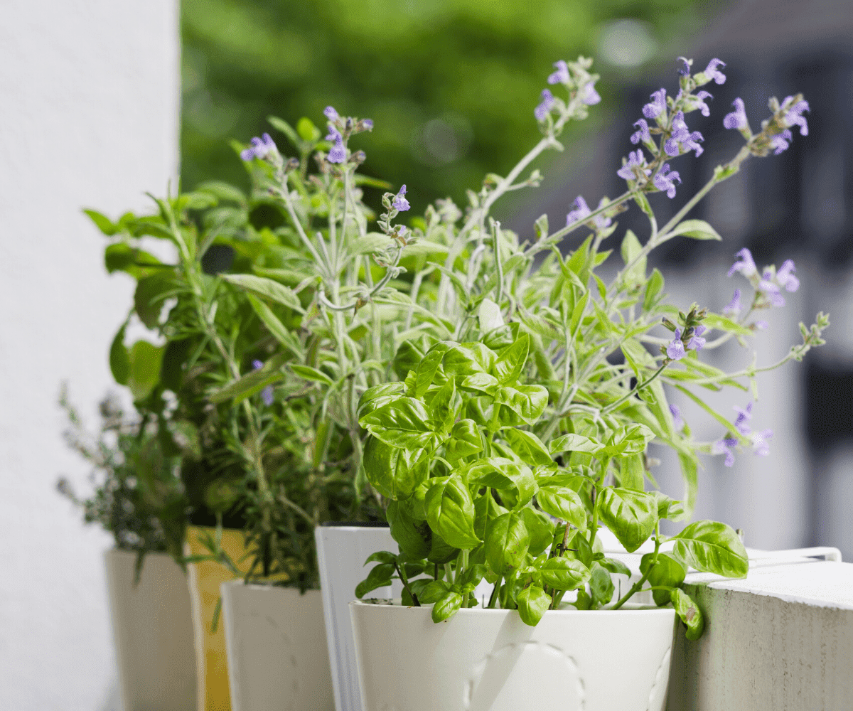 nature et balcon en ville