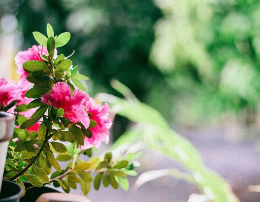 les plantes pour un balcon intime