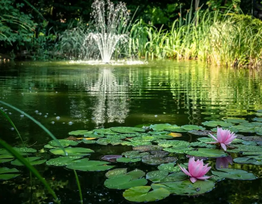 étang et jardin