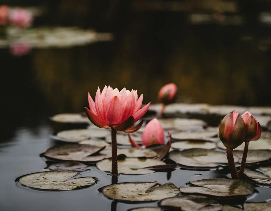 étangs et biodiversité