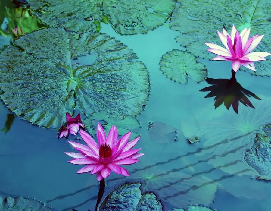 plantes aquatiques et étang