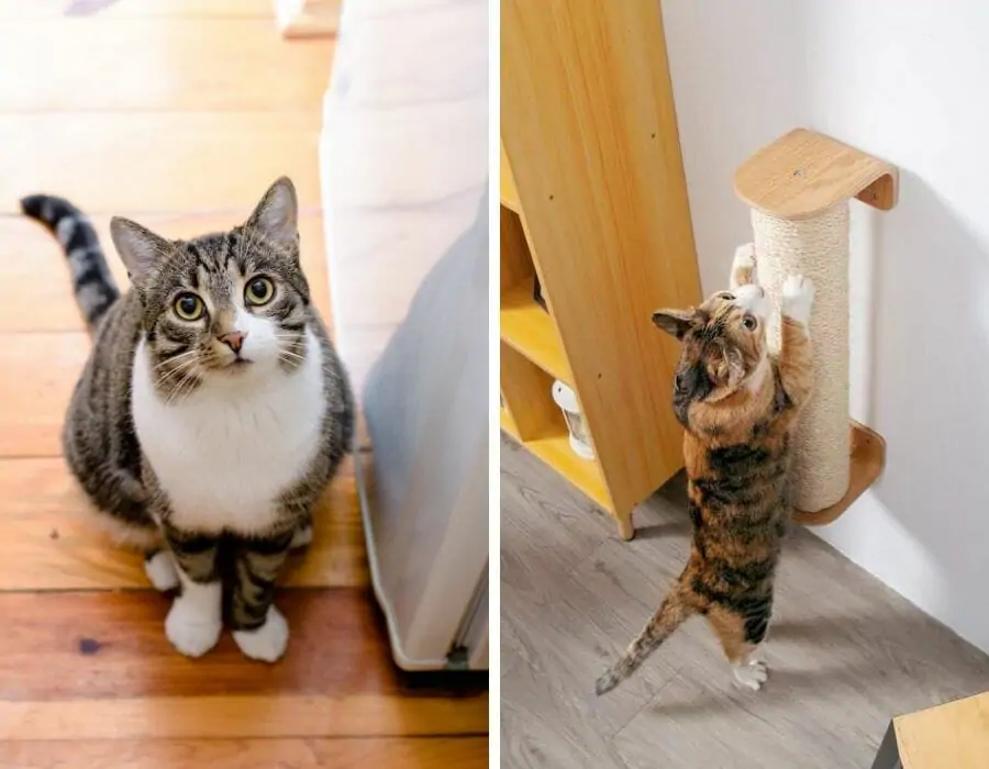 Griffoir intérieur pour chat