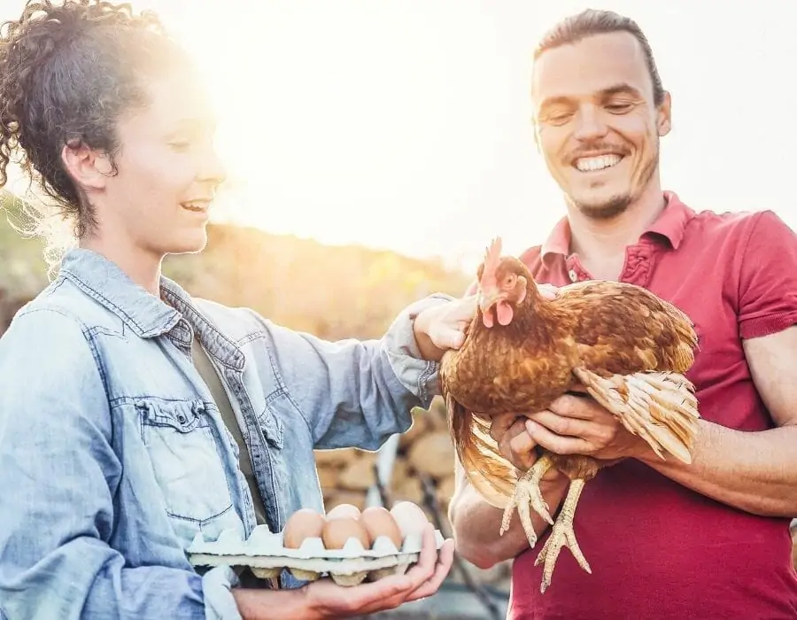 Poules contre les tiques