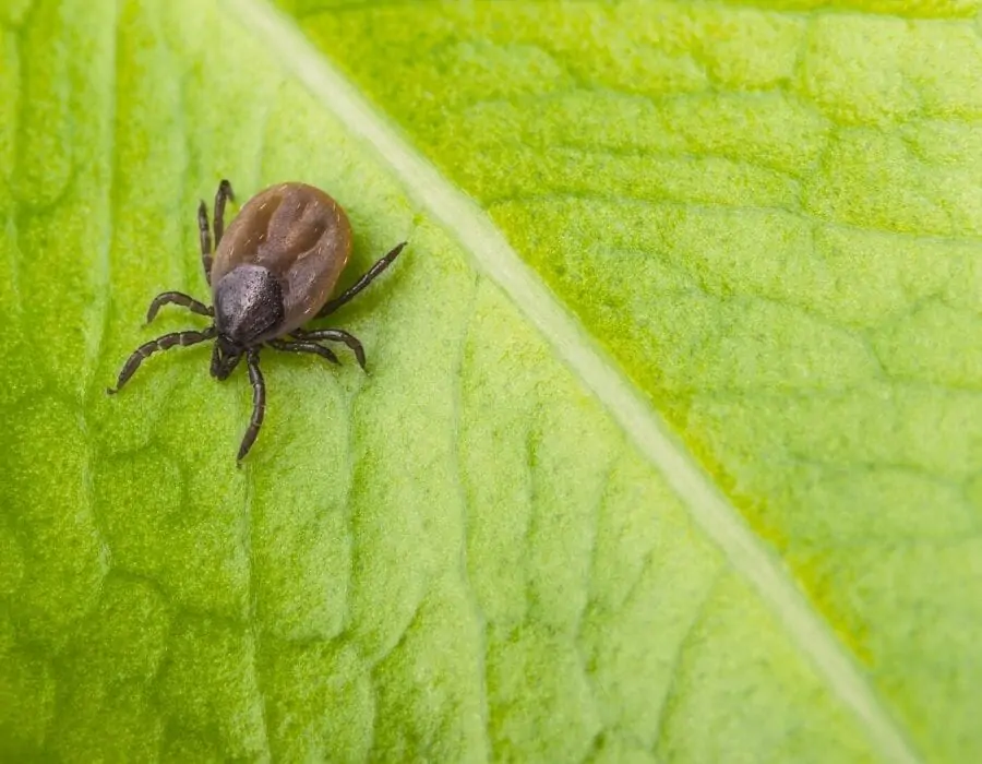 Tique dans un jardin