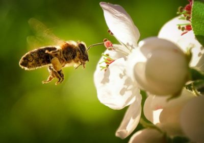 Les abeilles : les championnes de la pollinisation
