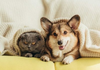 Aménager son chez soi pour son animal de compagnie