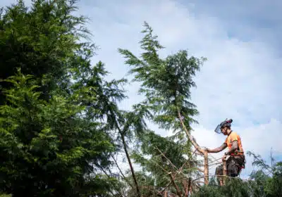 Techniques d’élagage d’arbres: Une exploration complète