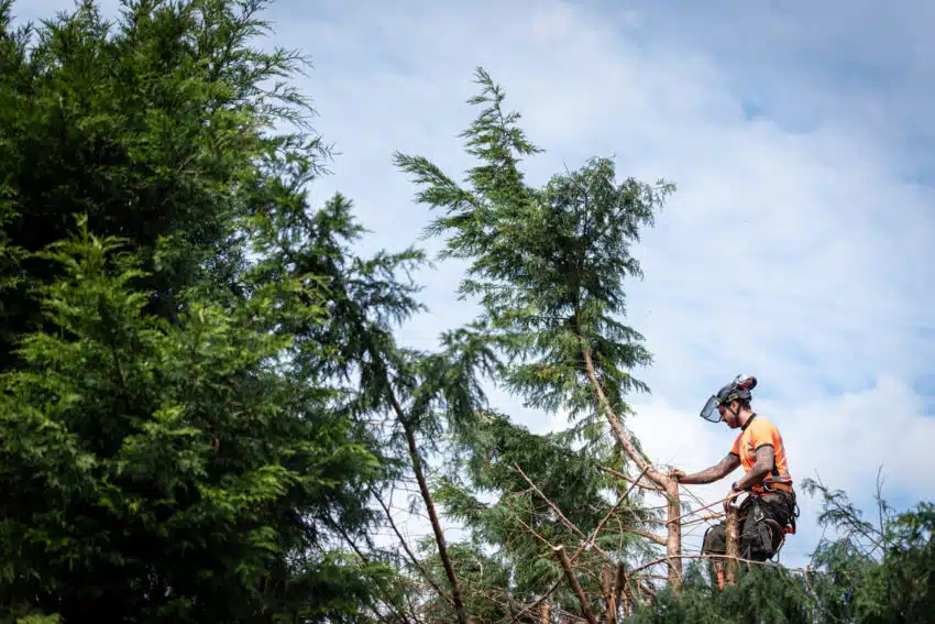 Techniques d’élagage d’arbres: Une exploration complète