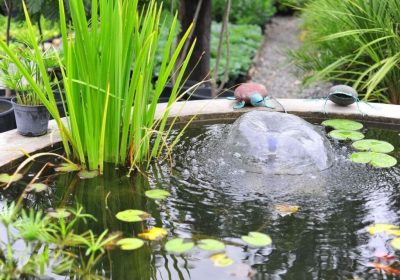 L’été au bord d’un étang