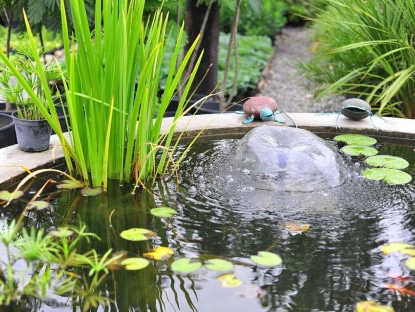 L’été au bord d’un étang