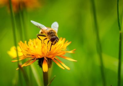 Se débarrasser des guêpes et des frelons naturellement