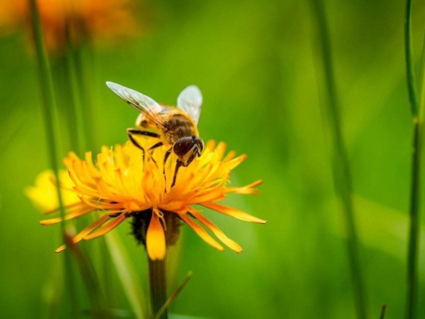 Se débarrasser des guêpes et des frelons naturellement